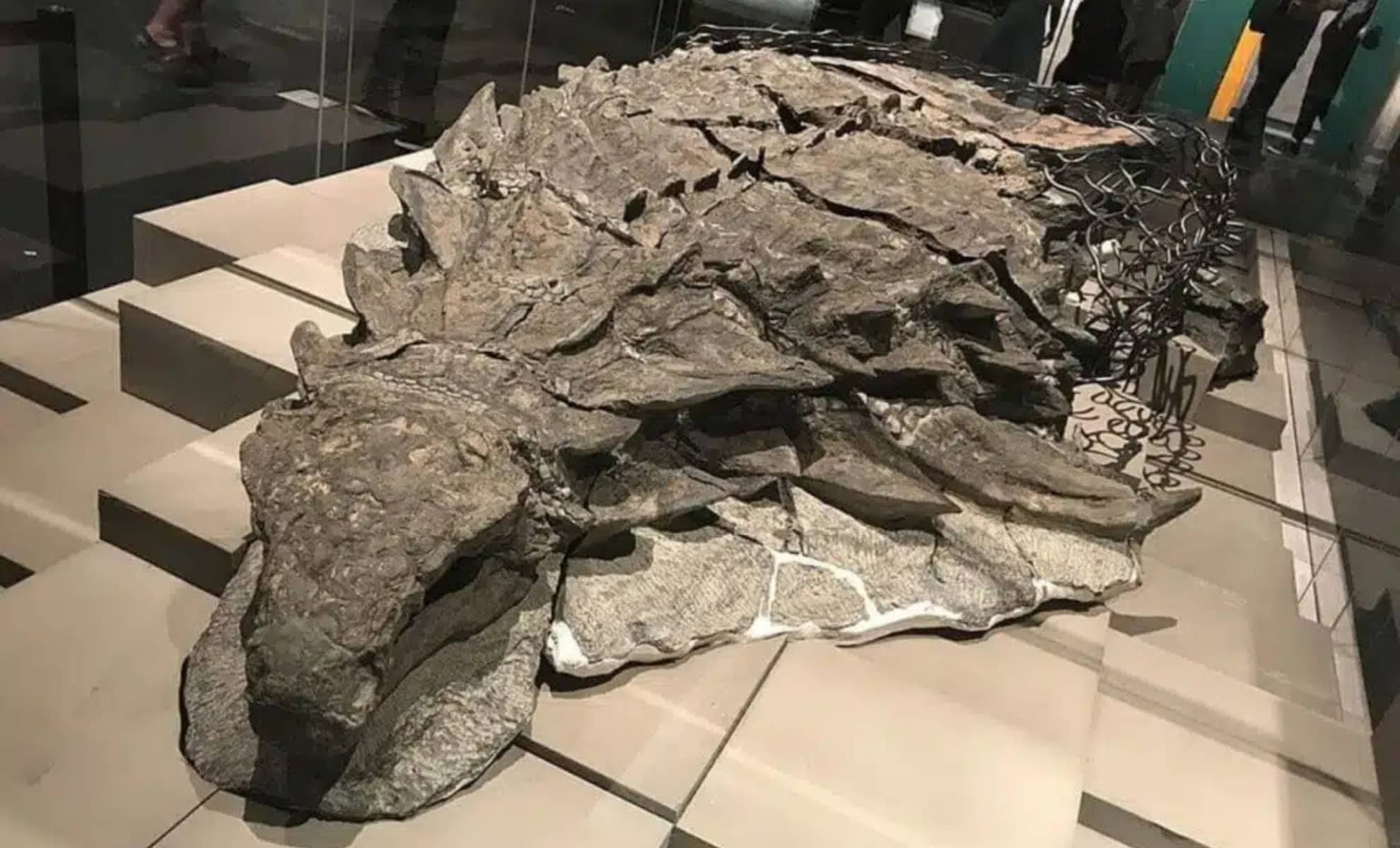 Featured image for Ancient Dinosaur 'Mummy' with Preserved Skin and Organs Found in Canada