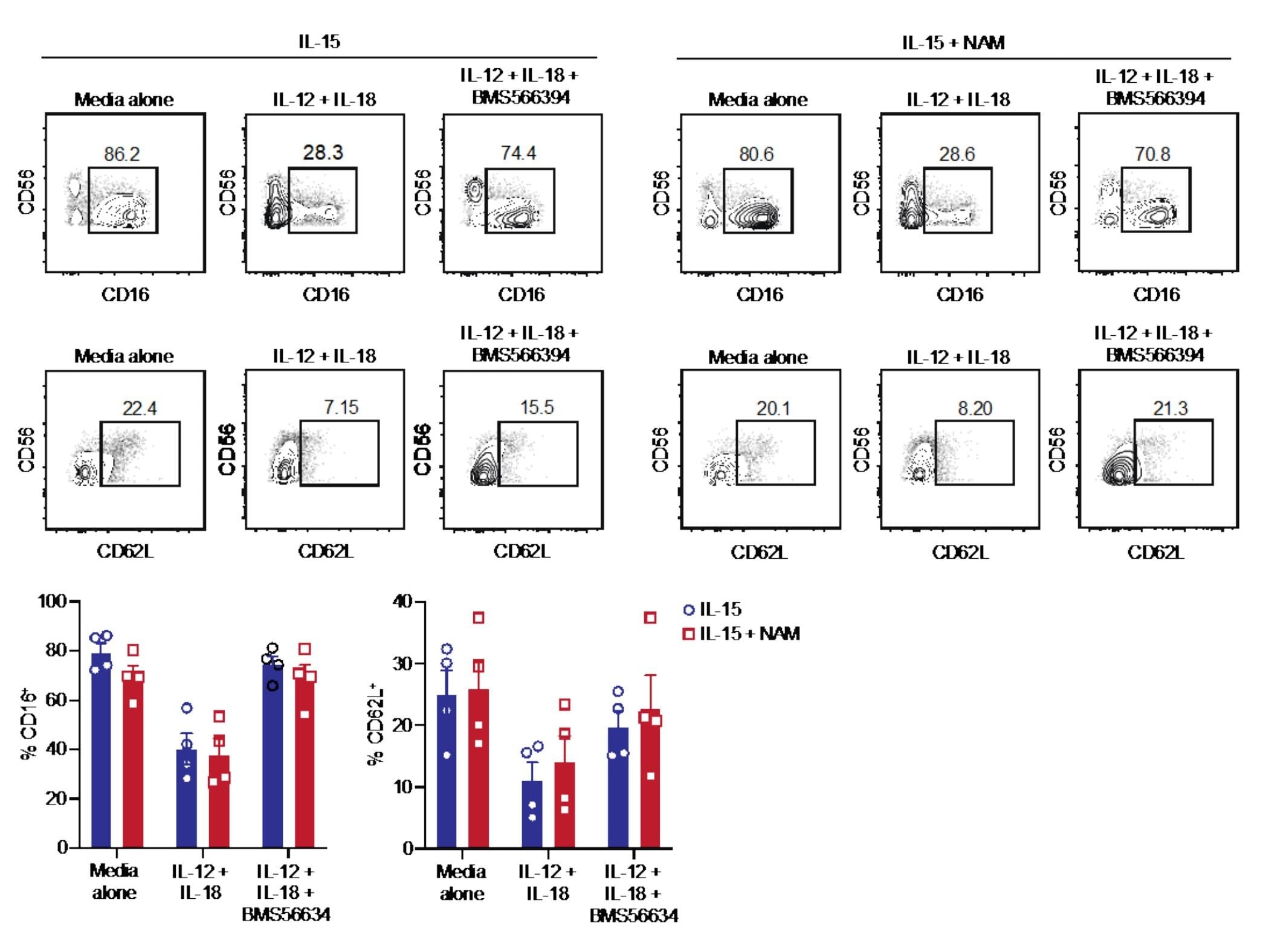 Featured image for "Unlocking the Potential: How a Vitamin Could Harness Natural Killer Cells as Cancer Therapy"