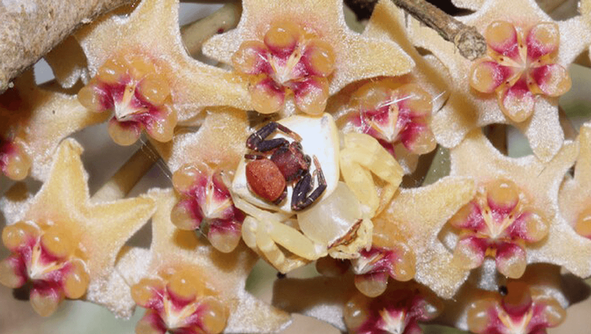 Featured image for "Male and Female Spiders Team Up to Perfectly Mimic Flower, Fooling Prey and Predators"