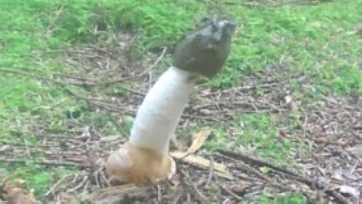 Featured image for Fascinating Time-lapse of Slime-Covered, Rotting Flesh-Scented Penis Mushroom's Growth and Decay