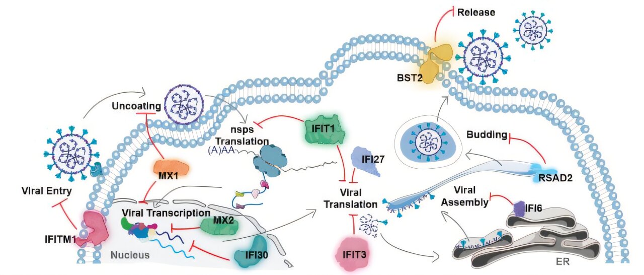 Featured image for mRNA Therapy Shows Promise for Universal Antiviral Treatment