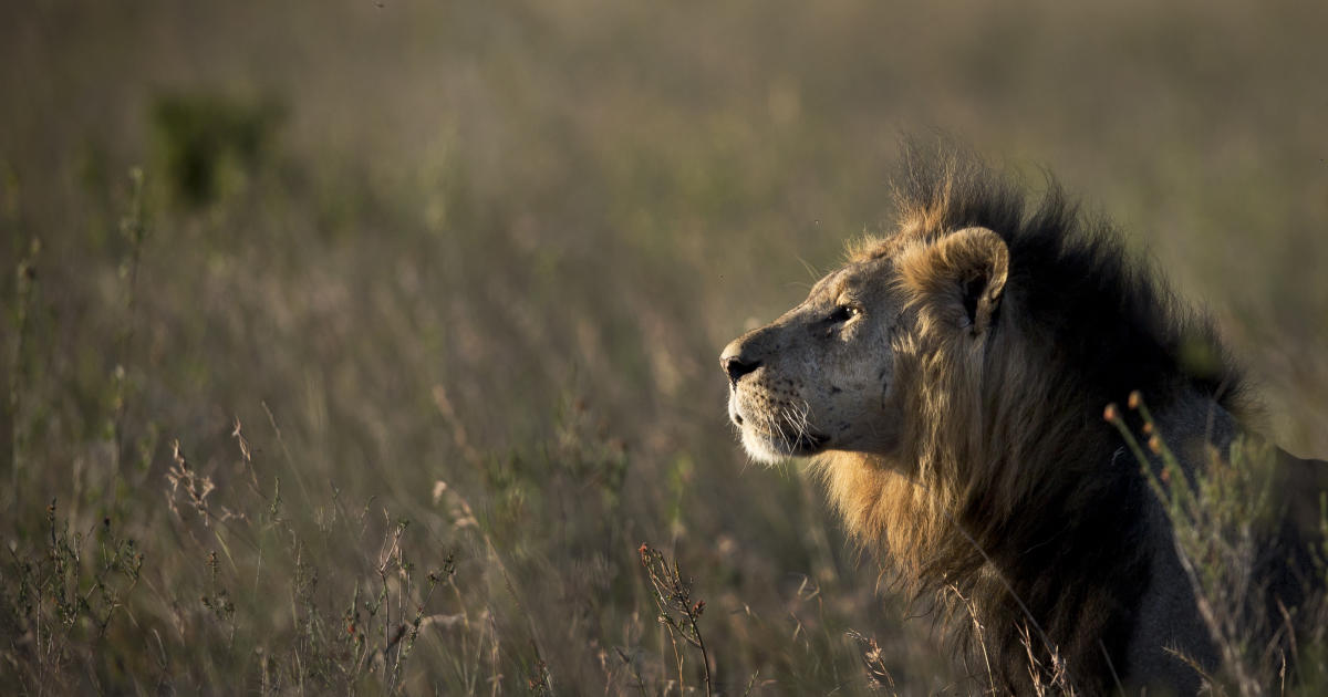 Featured image for "Lion Attack Claims Motorcyclist's Life in Kenya's Shimba Hills"