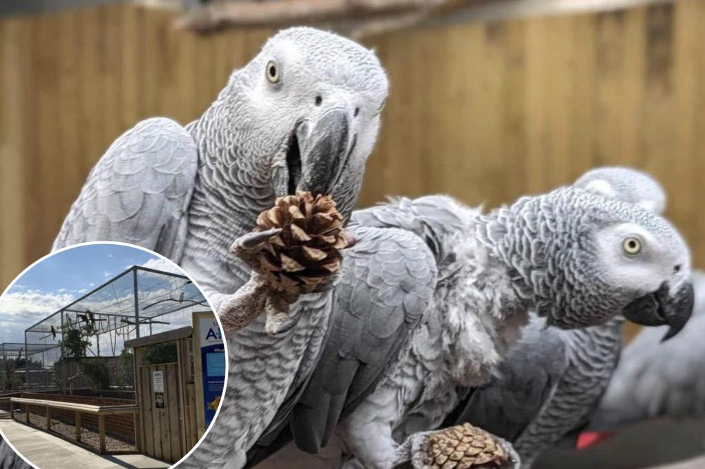 Featured image for Zoo's Plan to Curb Swearing Parrots with Enclosure Move