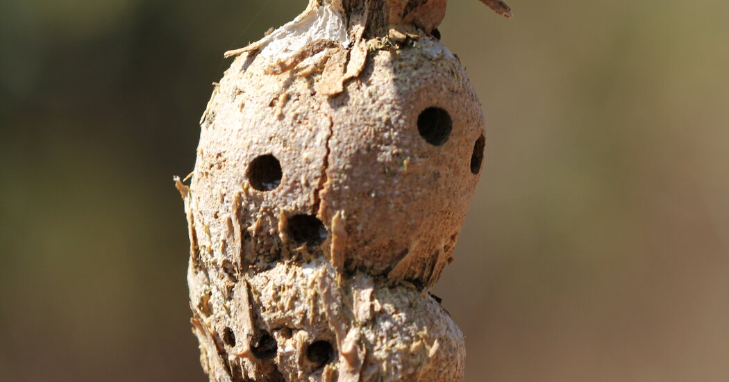 Featured image for Plants That Shield Larvae From Wildfires