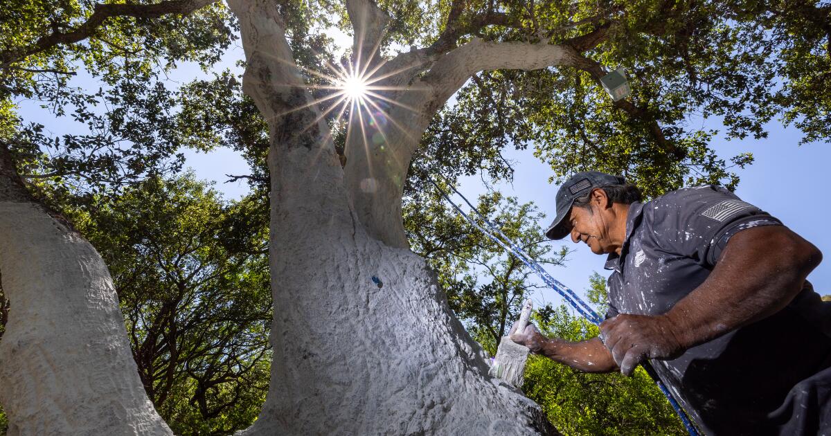 Featured image for Invasive Oak-Killing Beetle Expands in Ventura County