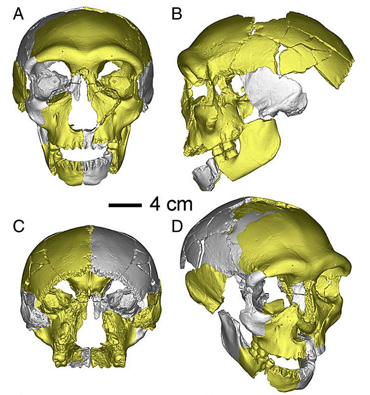Ancient Hybrid Jawbone Unveils Third Human Lineage in China