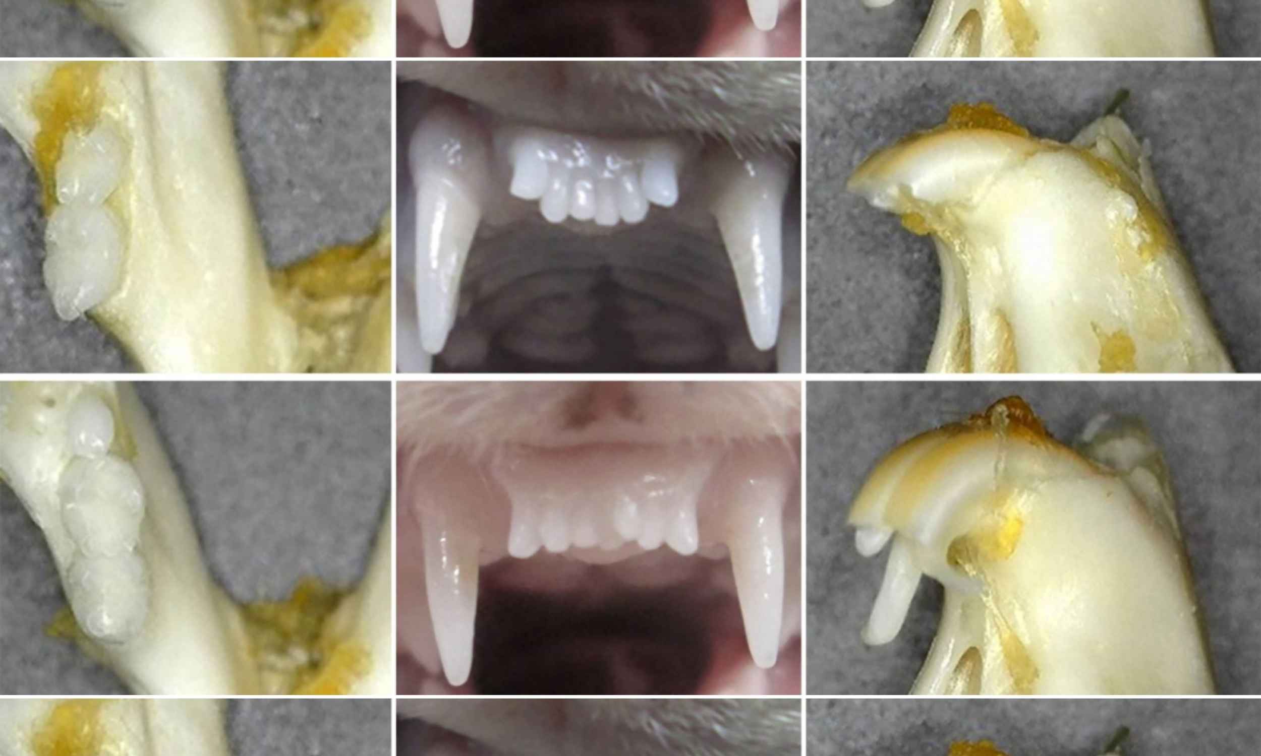 Featured image for Scientists Develop Method to Regrow Natural Teeth