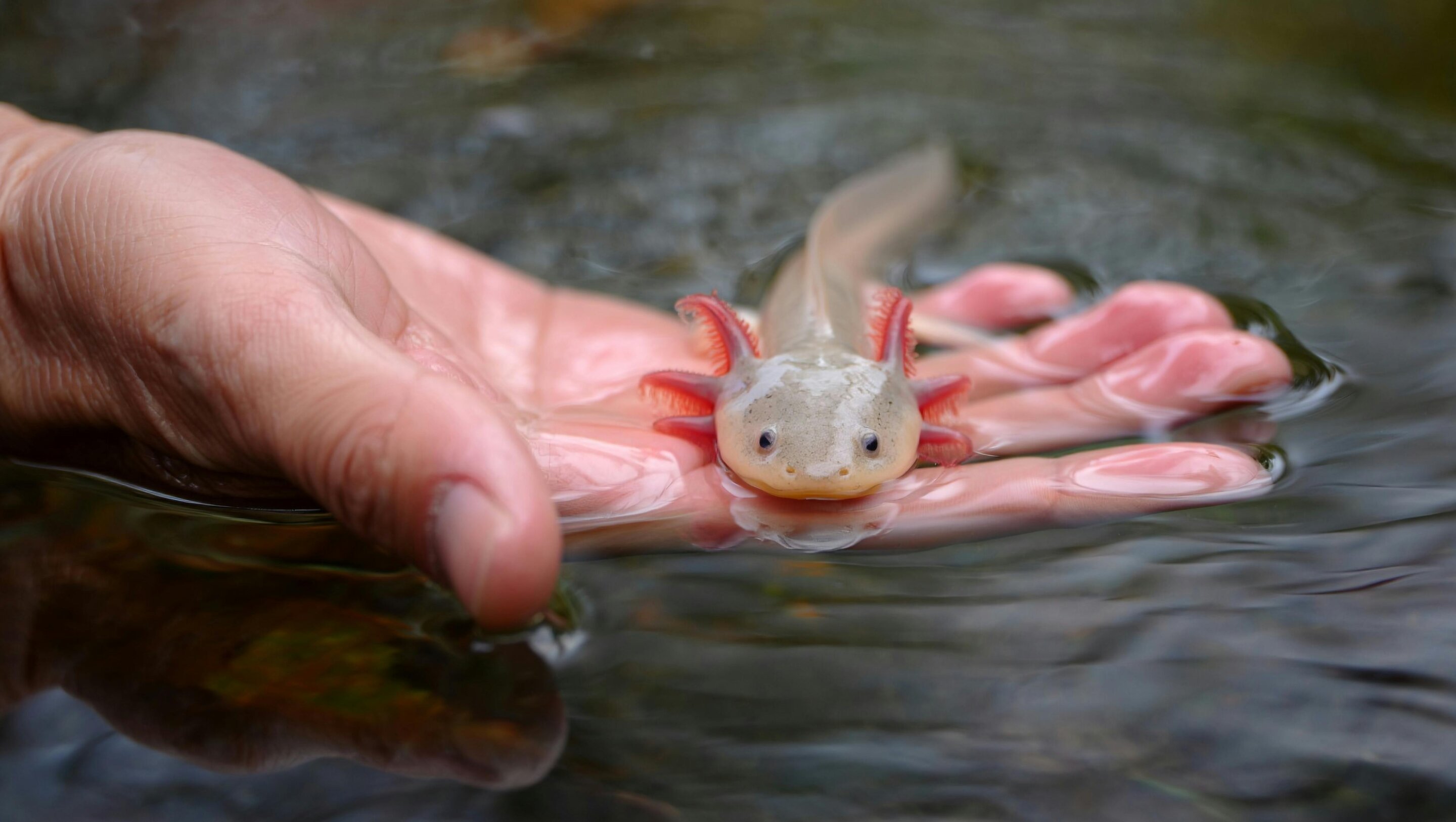 Featured image for Axolotls Use 'Fight or Flight' Response to Regenerate Body Parts