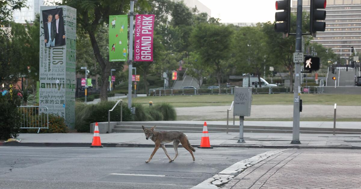 Featured image for LA Immigration Raids and Military Presence Spark Community Concerns