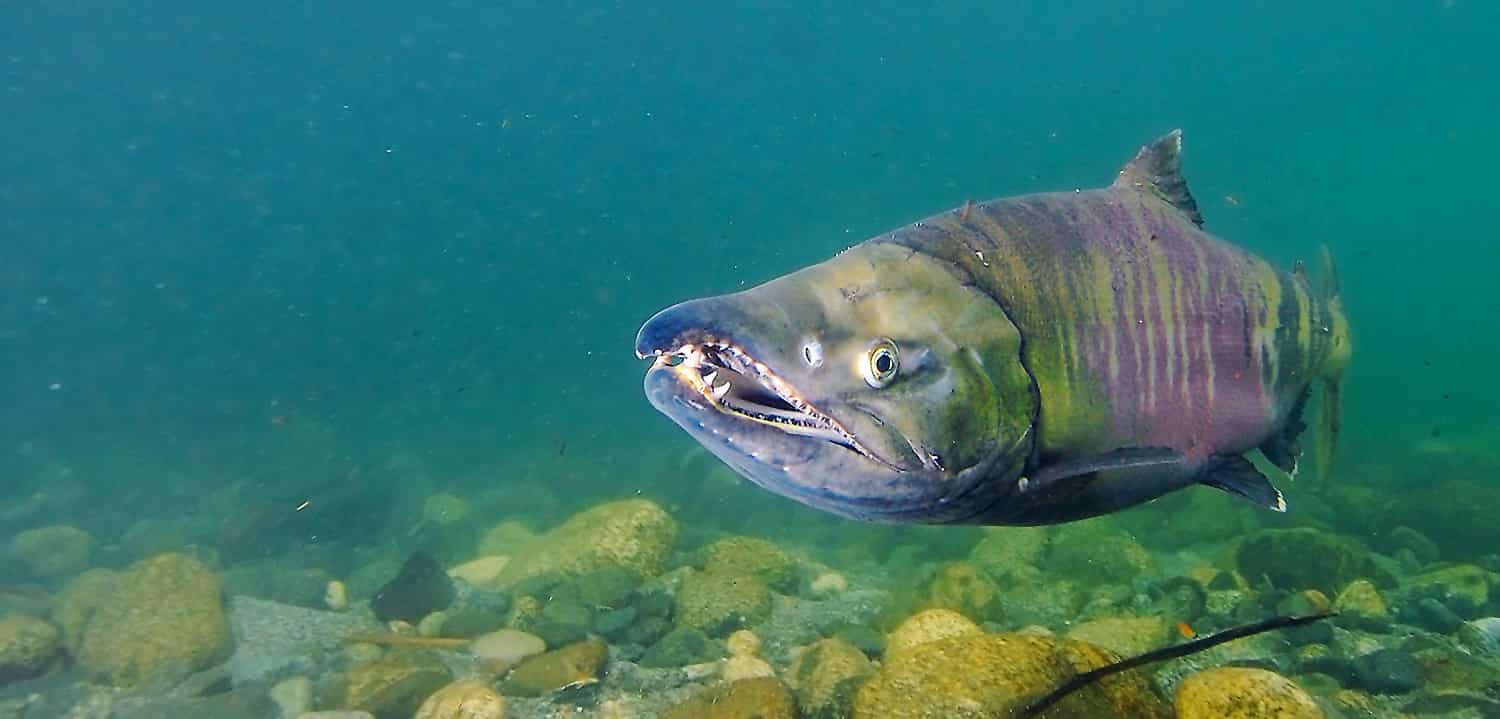 Chum salmon's alarming migration signals dire consequences for humanity