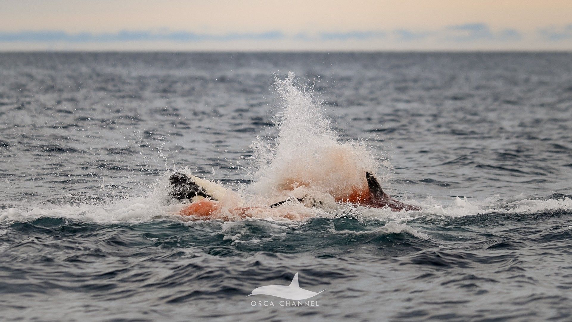 Featured image for First-ever Images Capture Orca Birth and Protective Pod in Norway