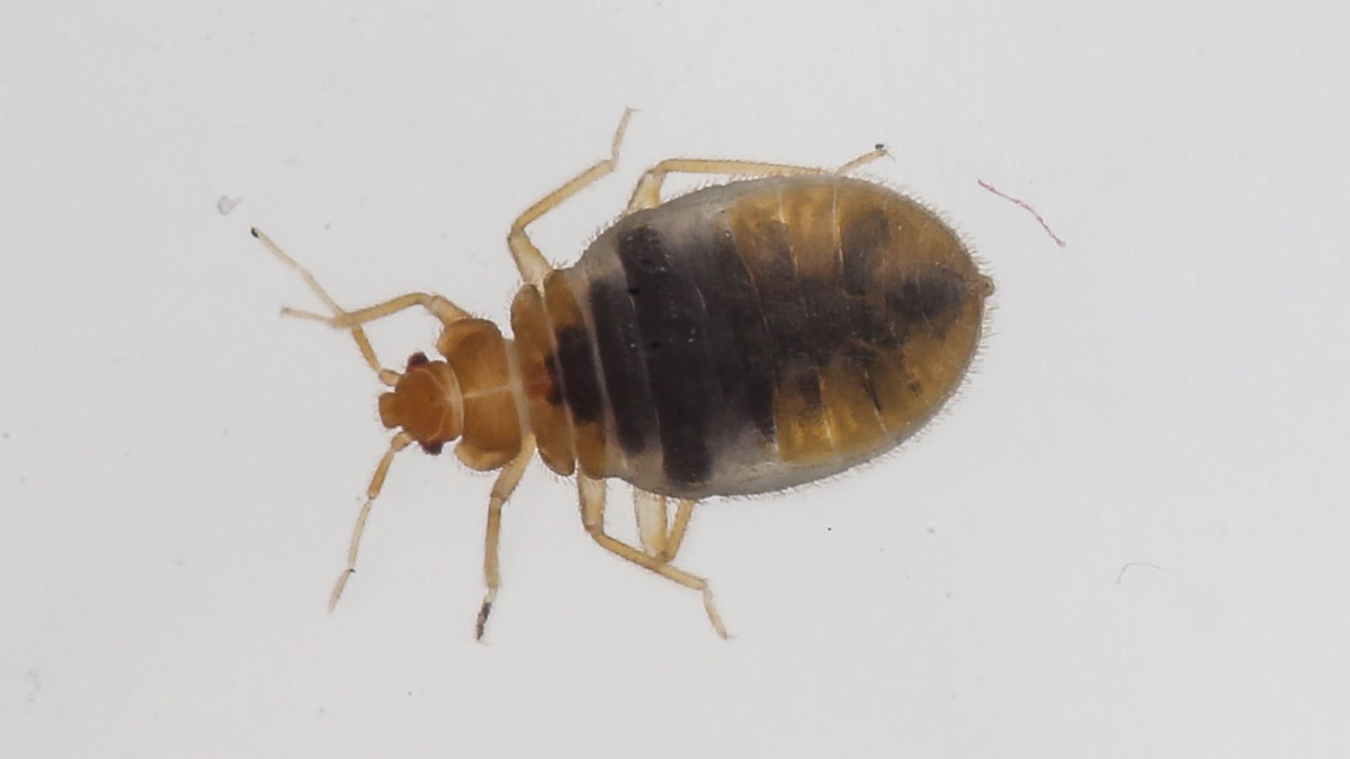 South Korea's Battle Against Bedbugs: Declaring War and Inspiring Travelers