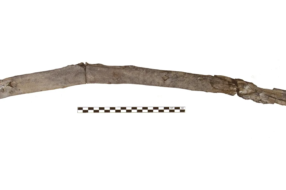 Greece Uncovers 430,000-Year-Old Wooden Tool, Oldest Known Woodworking Implement