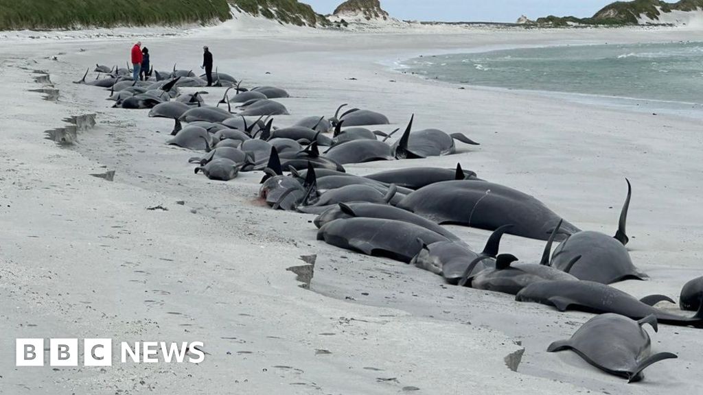 Featured image for Mass Stranding in Scotland Claims Lives of 89 Pilot Whales