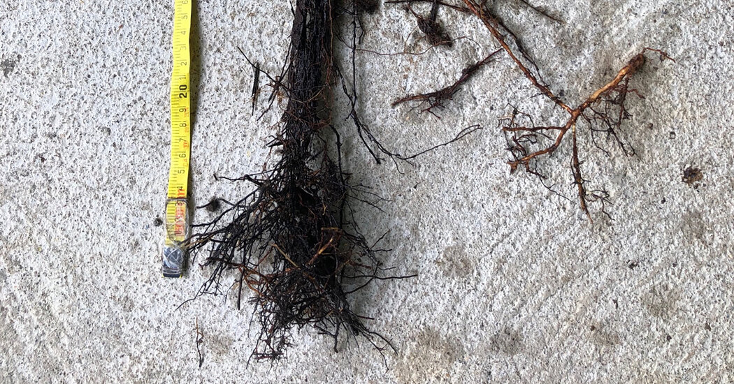 Featured image for "Unusual Roots: The Zombie Leaves of a Fern"