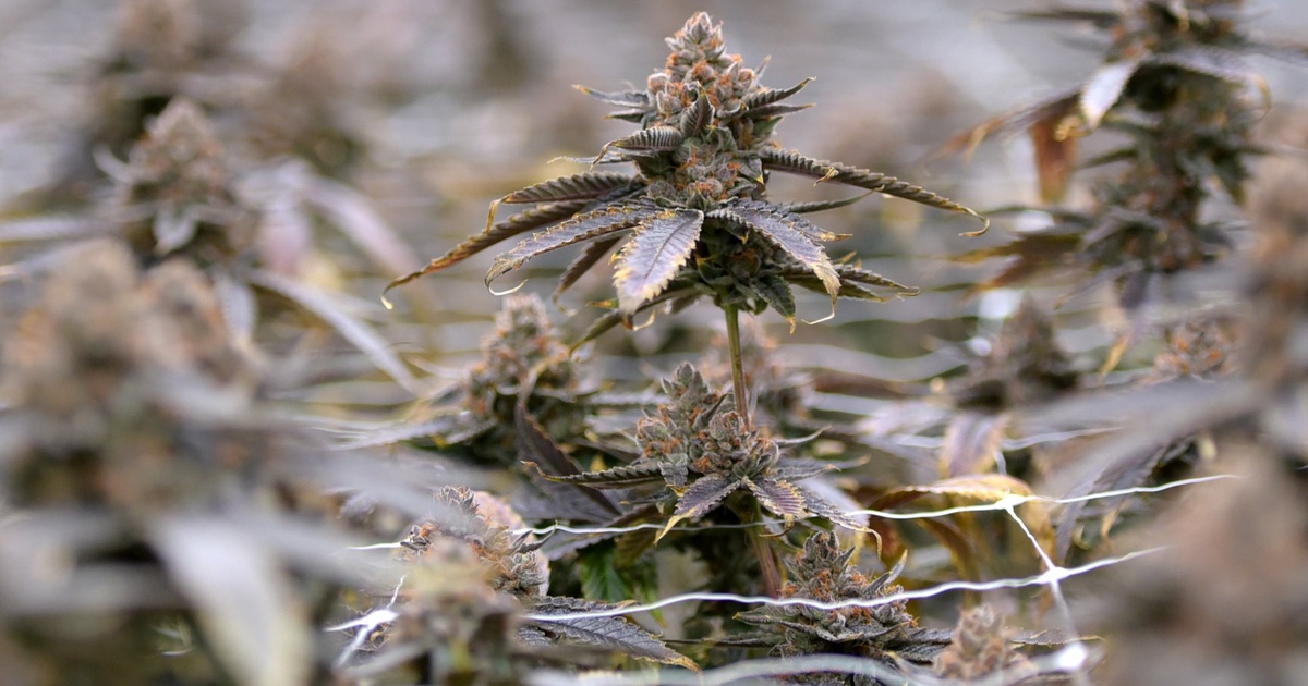 Featured image for Texas Legislature Struggles to Finalize THC Regulations Amidst Deadlock