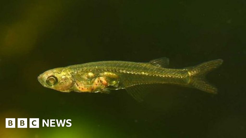 Featured image for "Surprising Discovery: Small Fish Create Loud Sounds with Gills"
