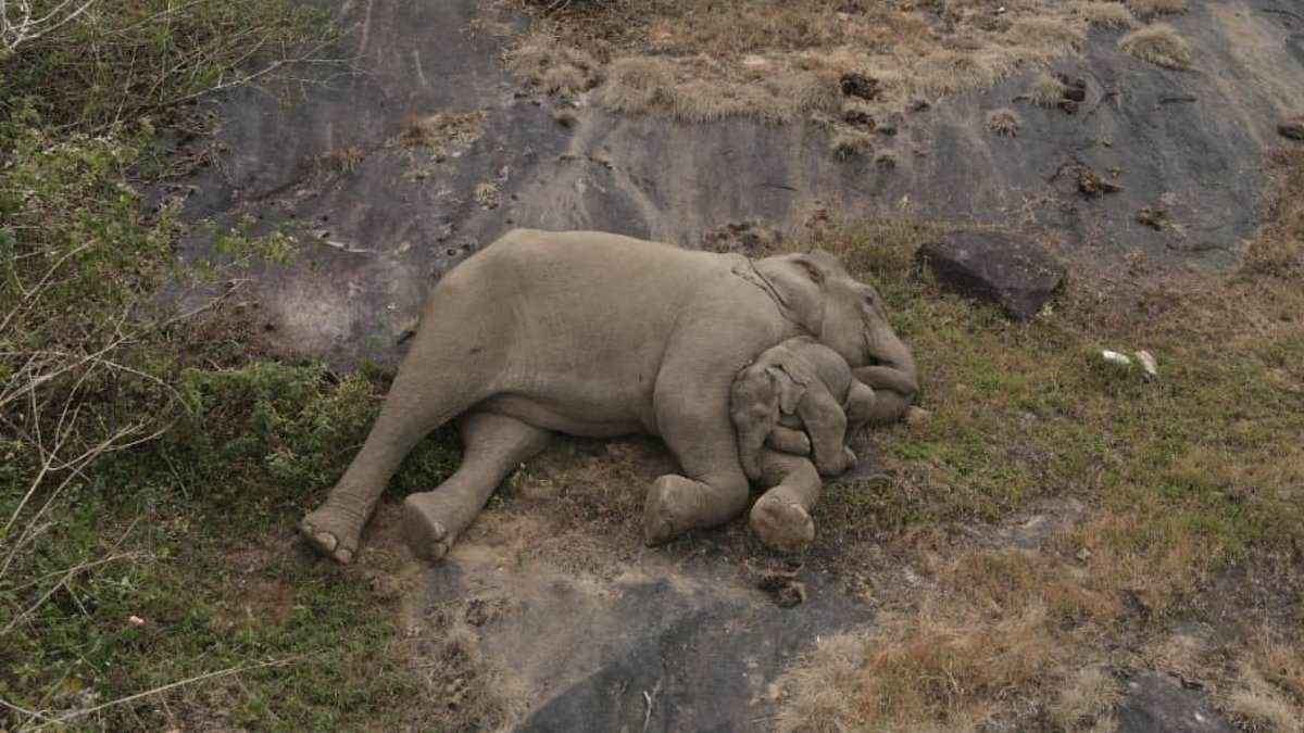 Featured image for "Reunited Elephant Calf's Tender Nap in Mother's Embrace Captivates Hearts"