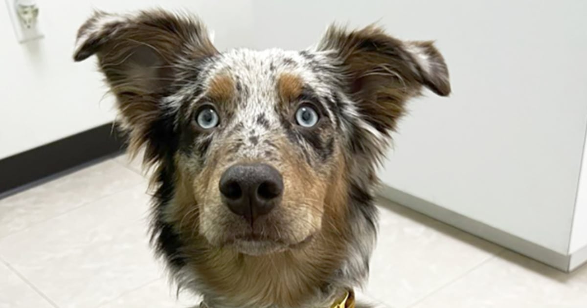 Featured image for Unexplained Dog Respiratory Illness Sparks Concern and Closures