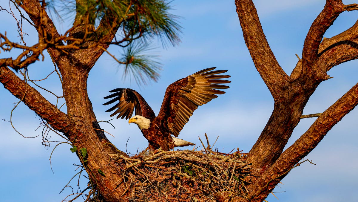 Featured image for "Montana Man Wanted for Bald Eagle Killings"
