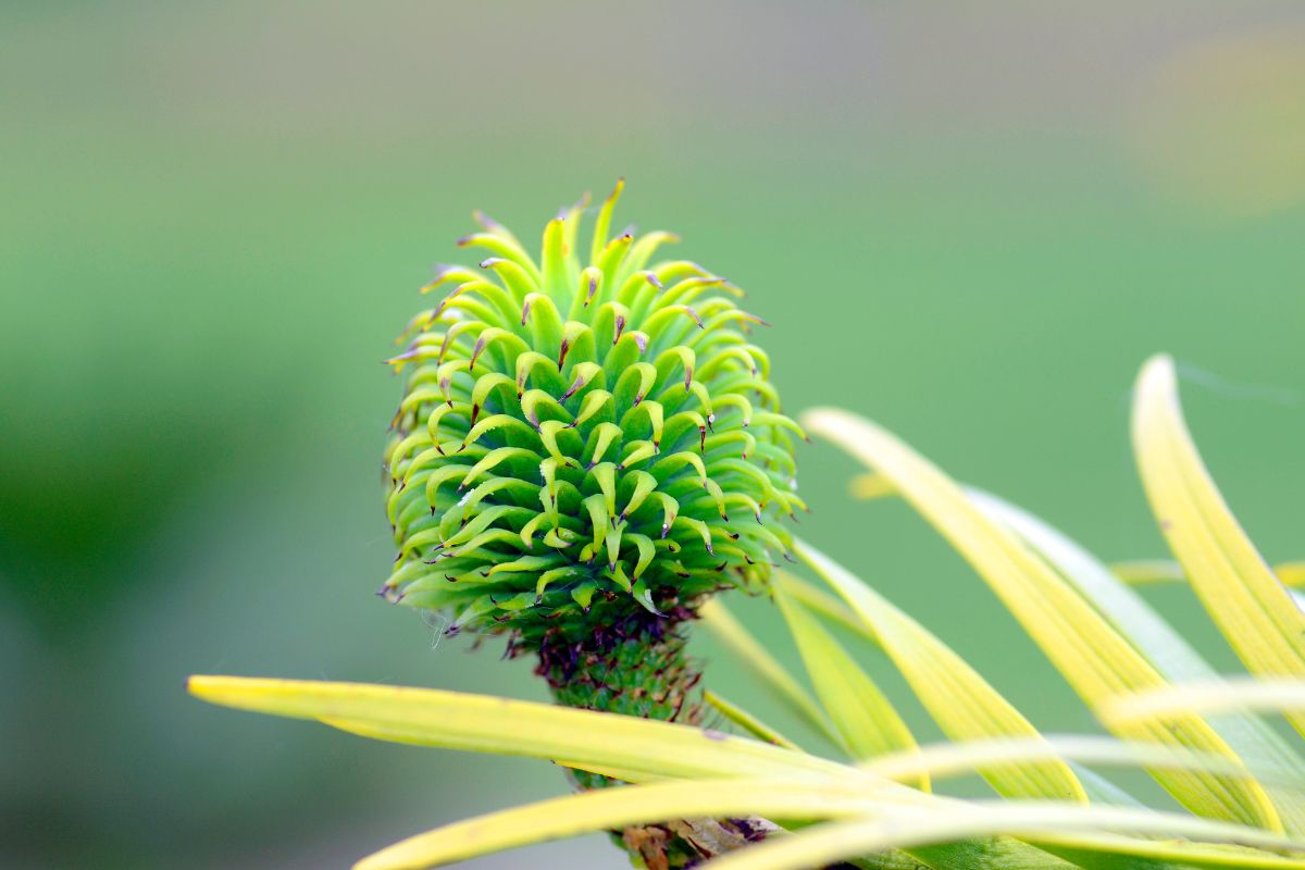 Featured image for Ancient Dinosaur-Era Tree Bears First Fruit in English Garden