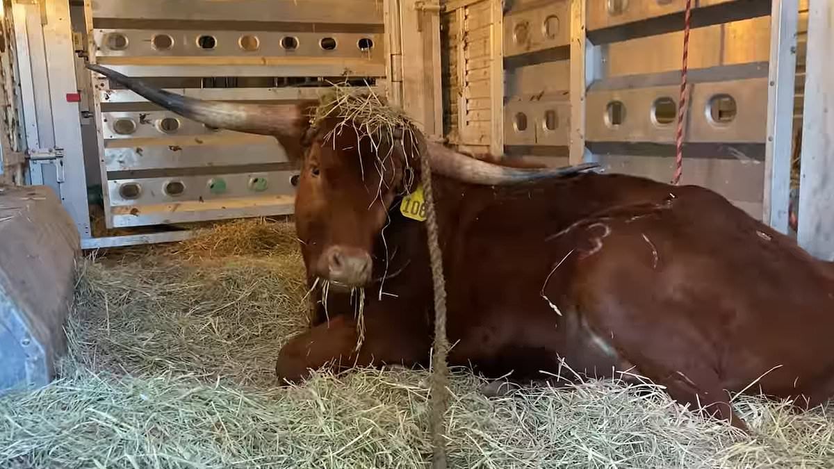 Featured image for "Texas Longhorn Bull Causes Chaos on New Jersey Train Tracks, Finds Sanctuary"