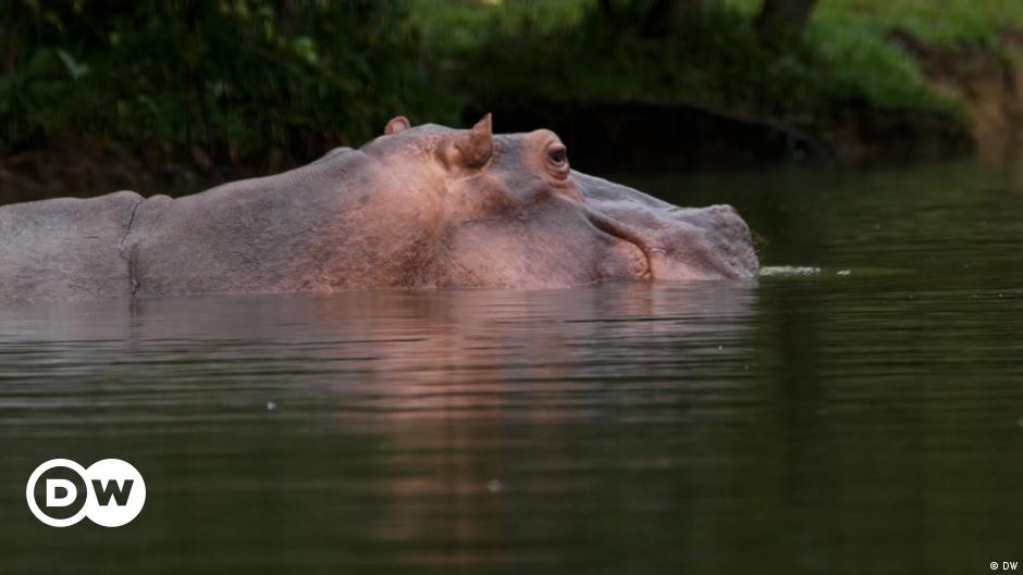 Featured image for Colombia Takes Action to Manage Escobar's Feral Hippos