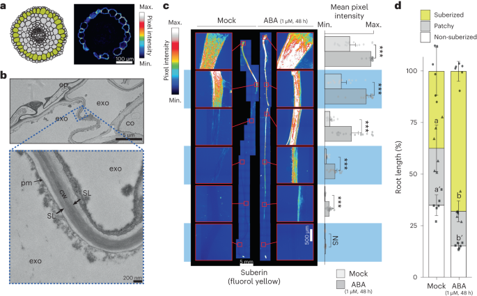 Featured image for "Unlocking Drought Resilience: The Role of Tomato Exodermis Suberization"