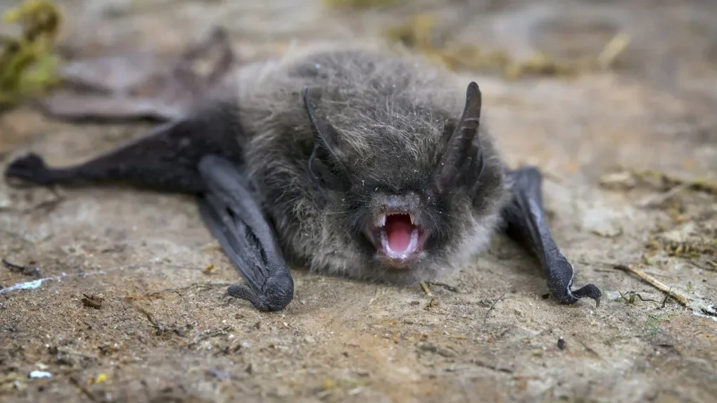 Featured image for Rabid Bat Found in Orange County Prompts Precautionary Warnings