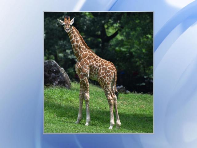 Featured image for Tragic Accident Claims Life of Baby Giraffe at North Carolina Zoo