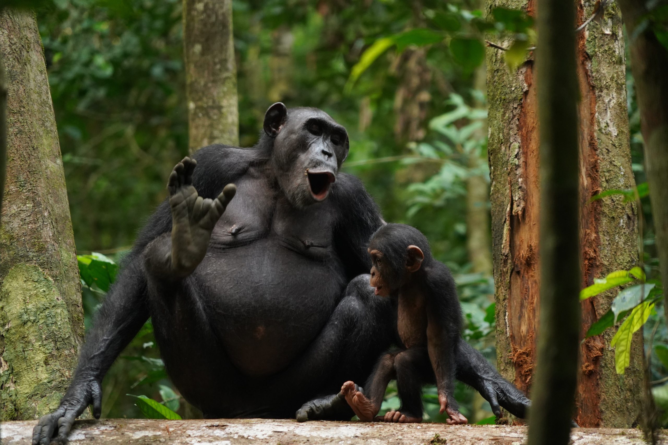 Featured image for Wild Chimpanzees Demonstrate Complex Vocal Communication Similar to Human Language