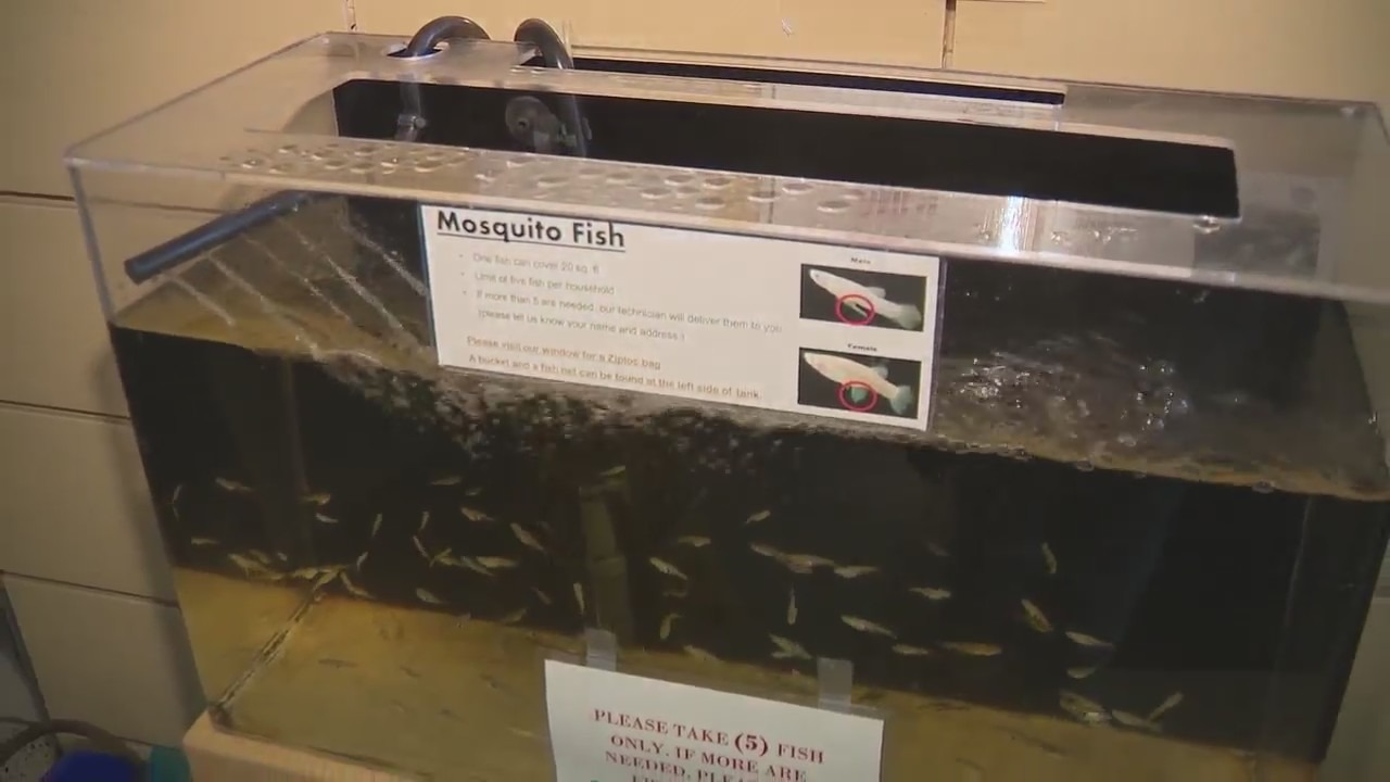 Featured image for Mosquito Infestation Spreads Across San Diego County