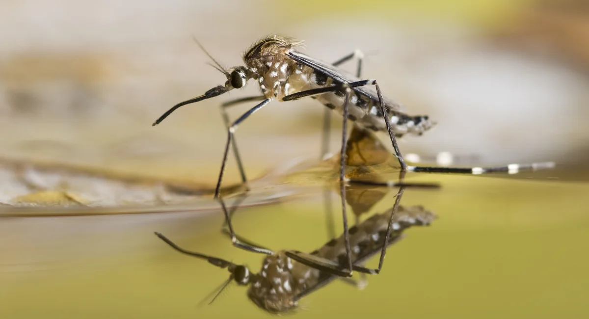 Featured image for NYC to Spray for Mosquitoes Next Week: Health Dept