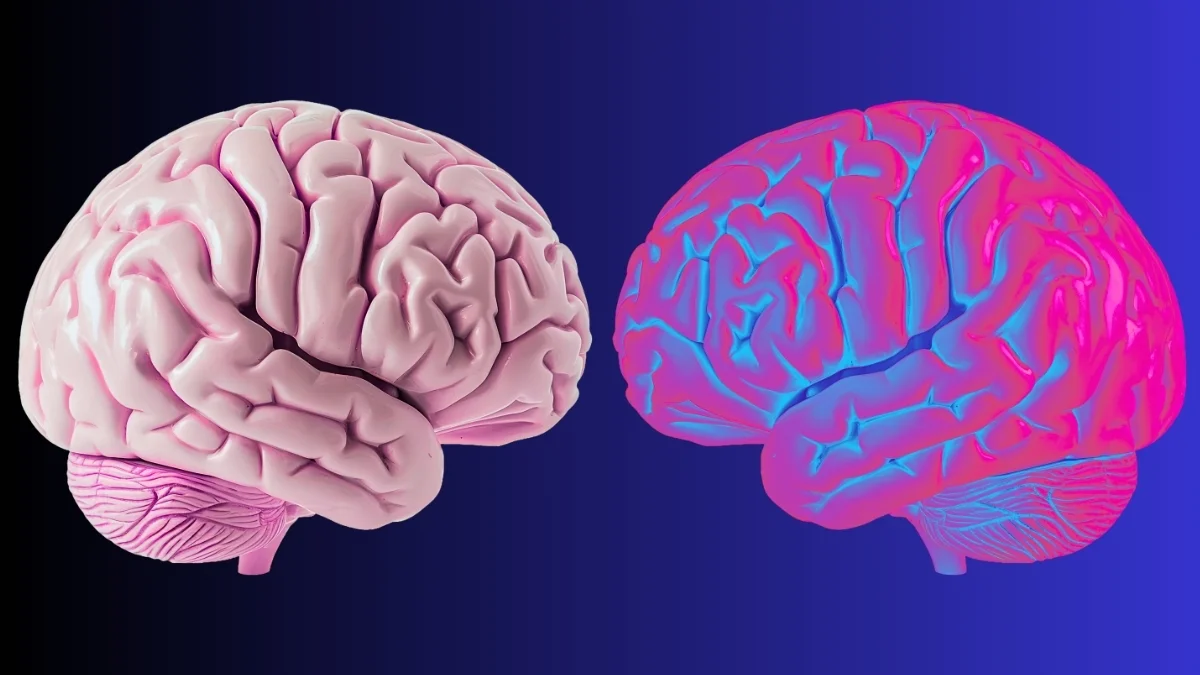 Alpha Waves Define the Boundary Between Self and World