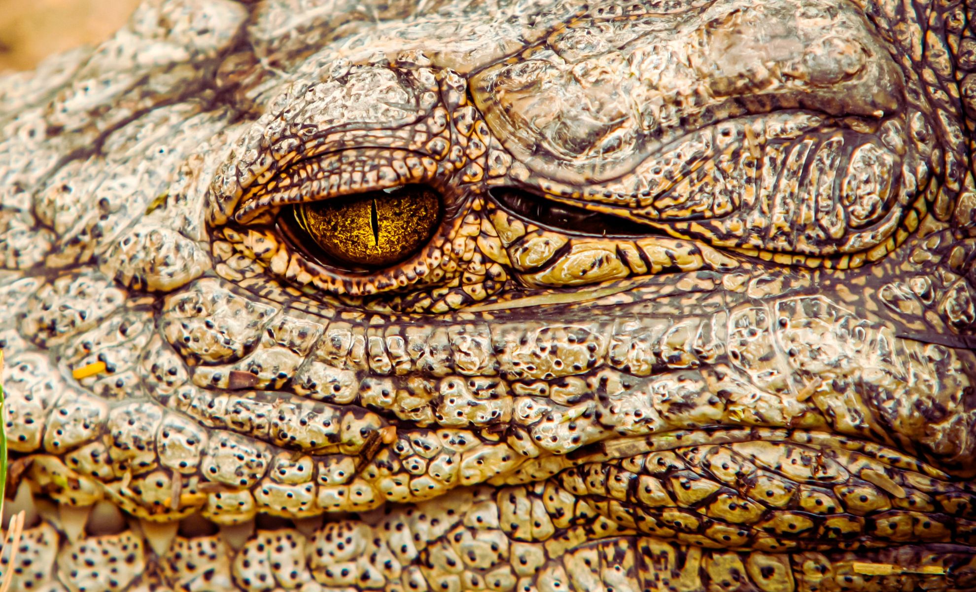 Featured image for Meet Henry: The World's Oldest Growing Crocodile