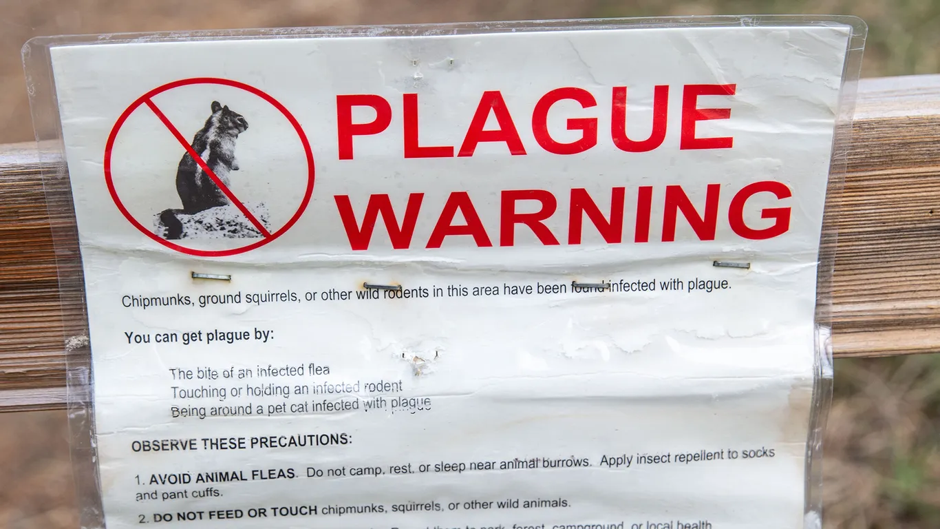Featured image for California Reports New Bubonic Plague Case Amid Rising Concerns