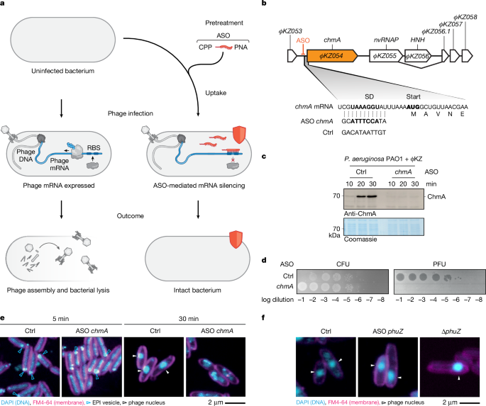 Featured image for Programmable Antisense Oligomers for Phage Genomics
