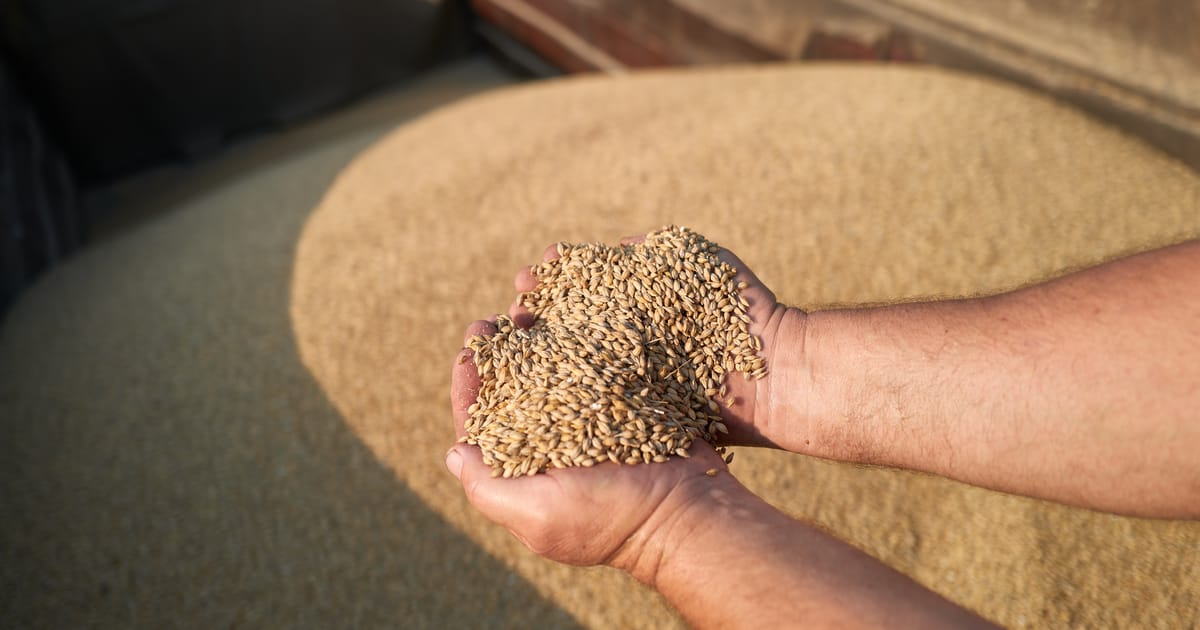 Eastern European Countries Extend Bans on Ukrainian Grain Exports