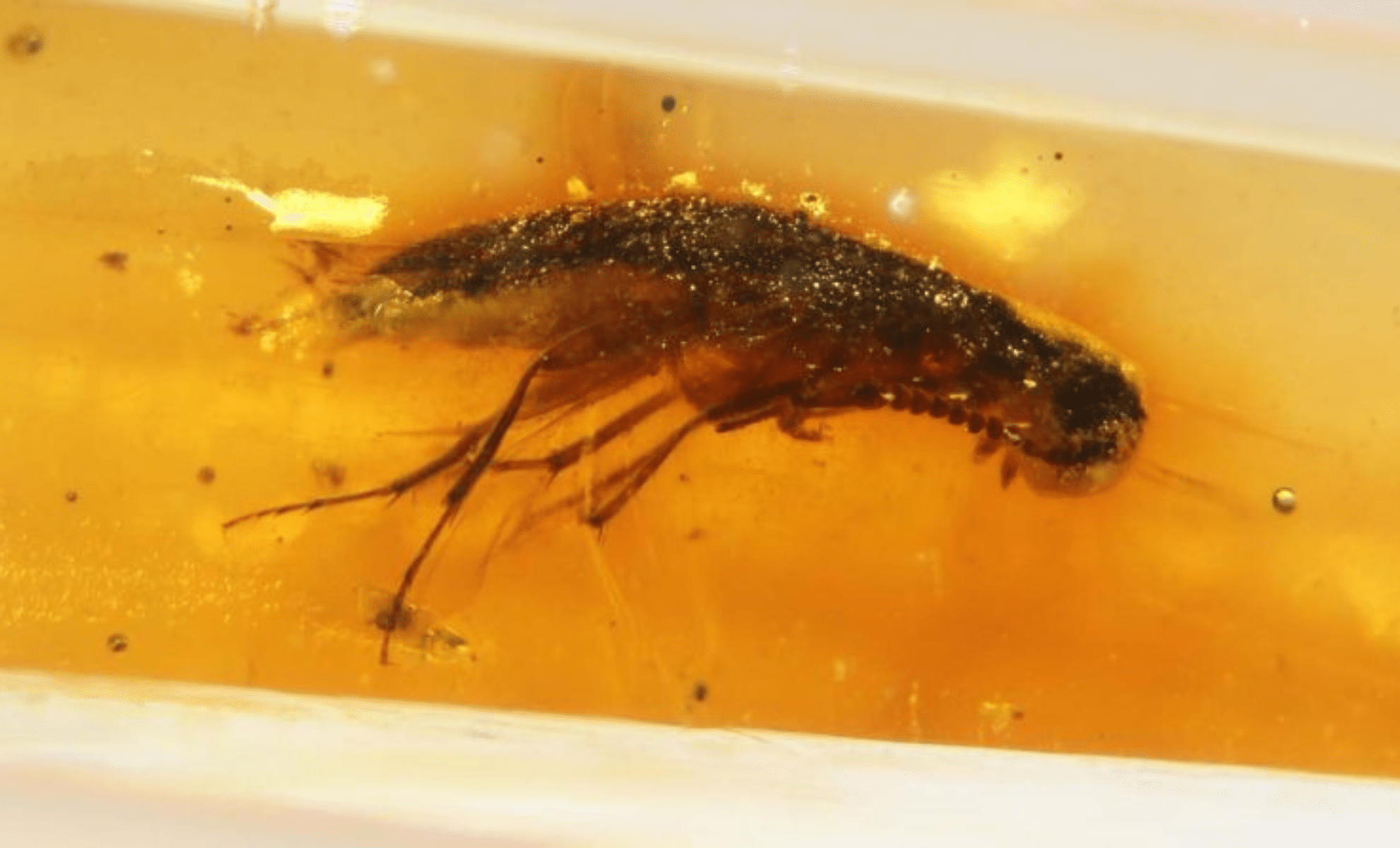 Featured image for 112-Million-Year-Old Insects Unveiled in Ecuadorian Amber