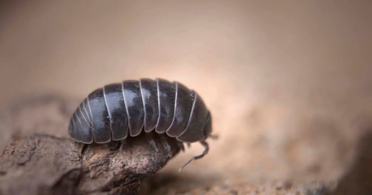 Featured image for Robots get a helping hand from bugs and invertebrates