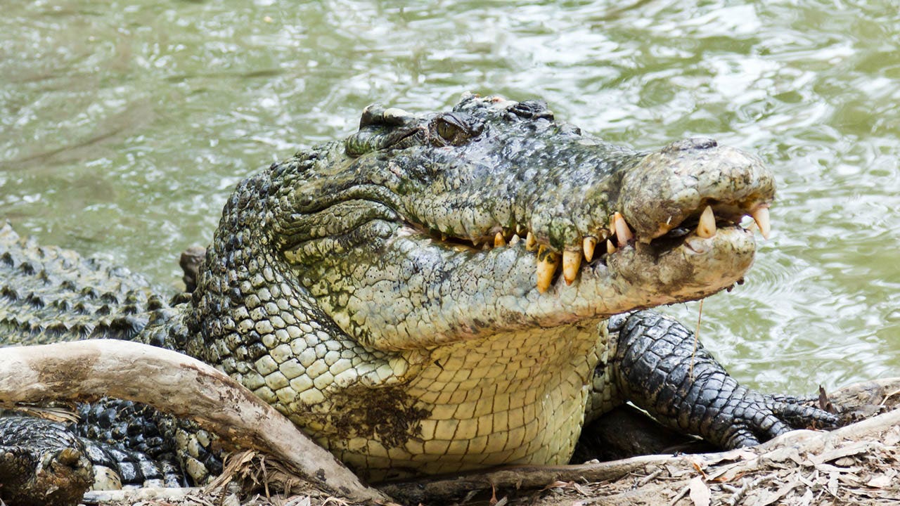 Featured image for Snorkeler's Survival: Prying Crocodile's Jaws Off His Head in Australia