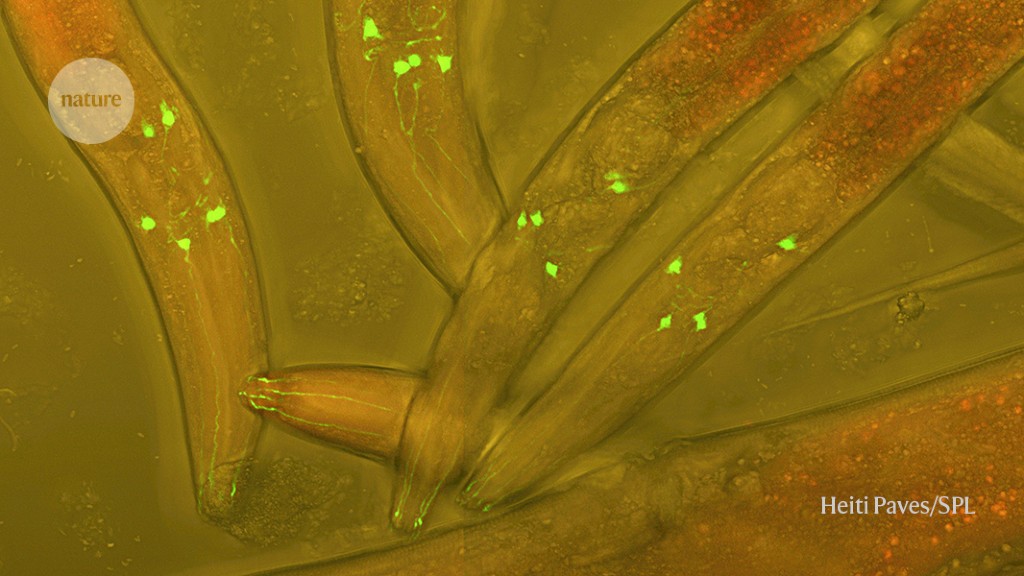 Featured image for Unveiling the First Wireless Nerve Signal Map in Worms