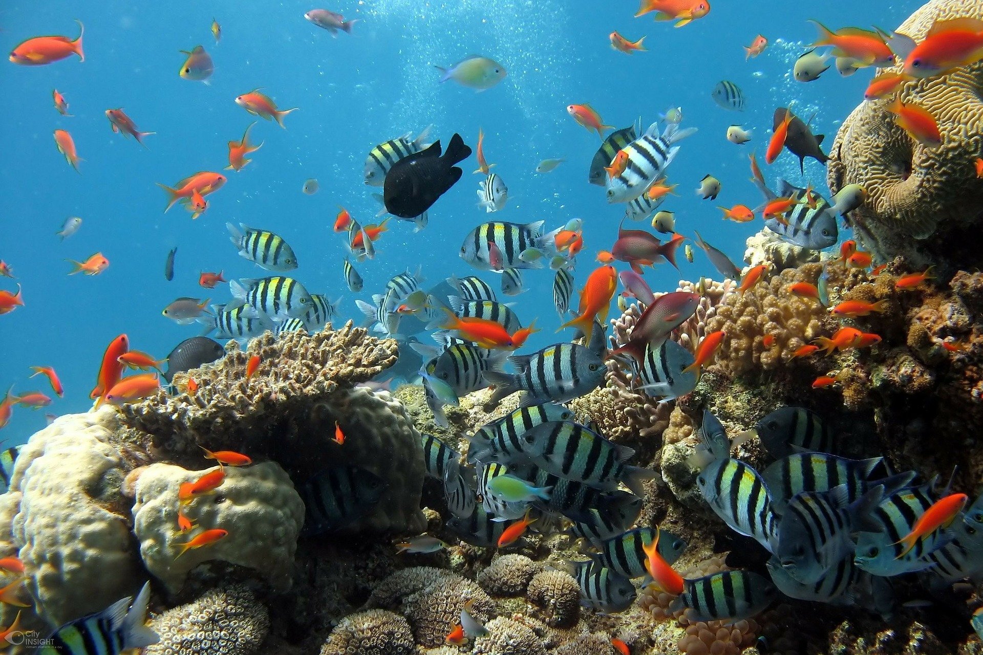 Featured image for Coral-eating fish feces may benefit reefs as 'probiotics'.