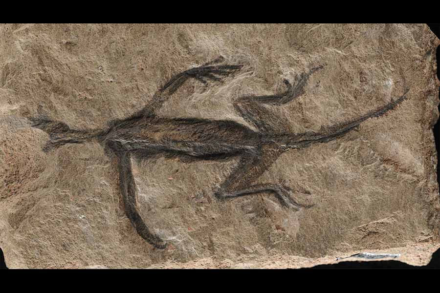 Featured image for "Debunking the Myth: Uncovering the Truth Behind a Famous Fossil"