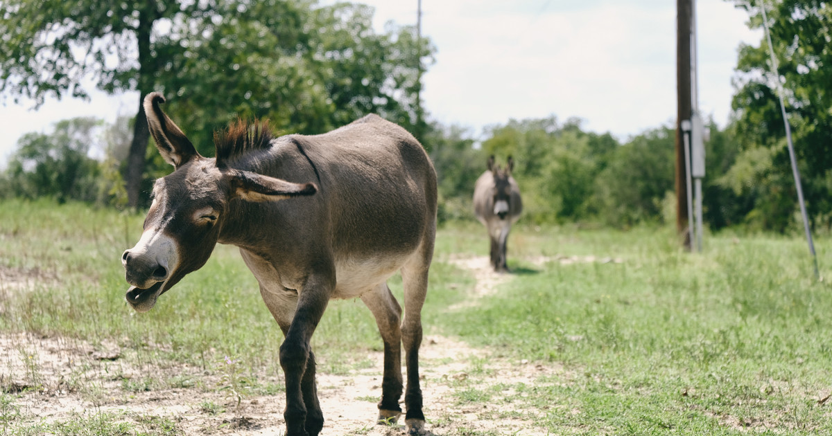 Featured image for Donkey Finds Heartwarming Friendship with New Pony