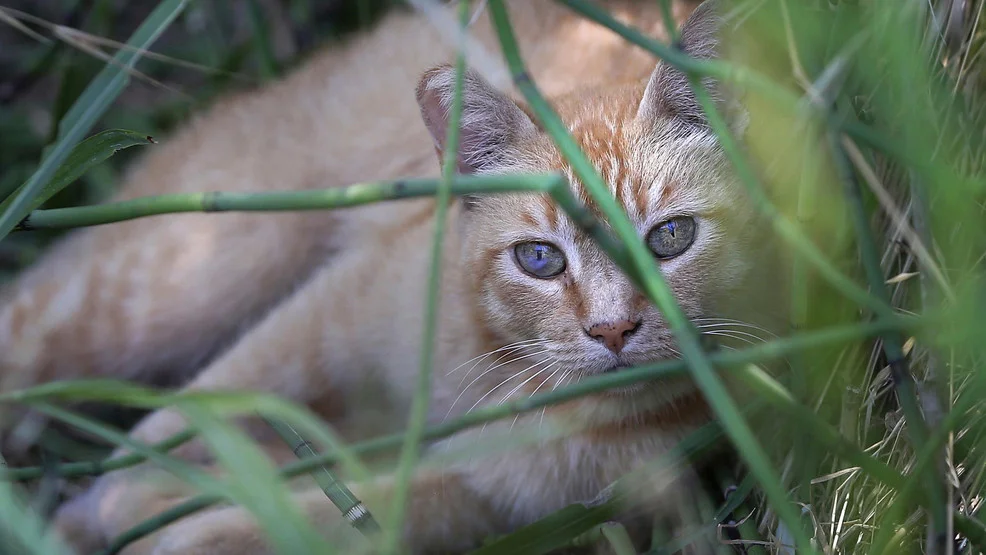 New Zealand cancels controversial children's cat-killing competition.