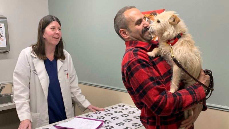 Lost California Dog Found in Michigan: A Remarkable Reunion