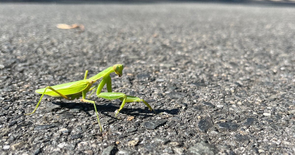 Featured image for Parasitic Worms Lead Praying Mantises to Roads, Study Finds