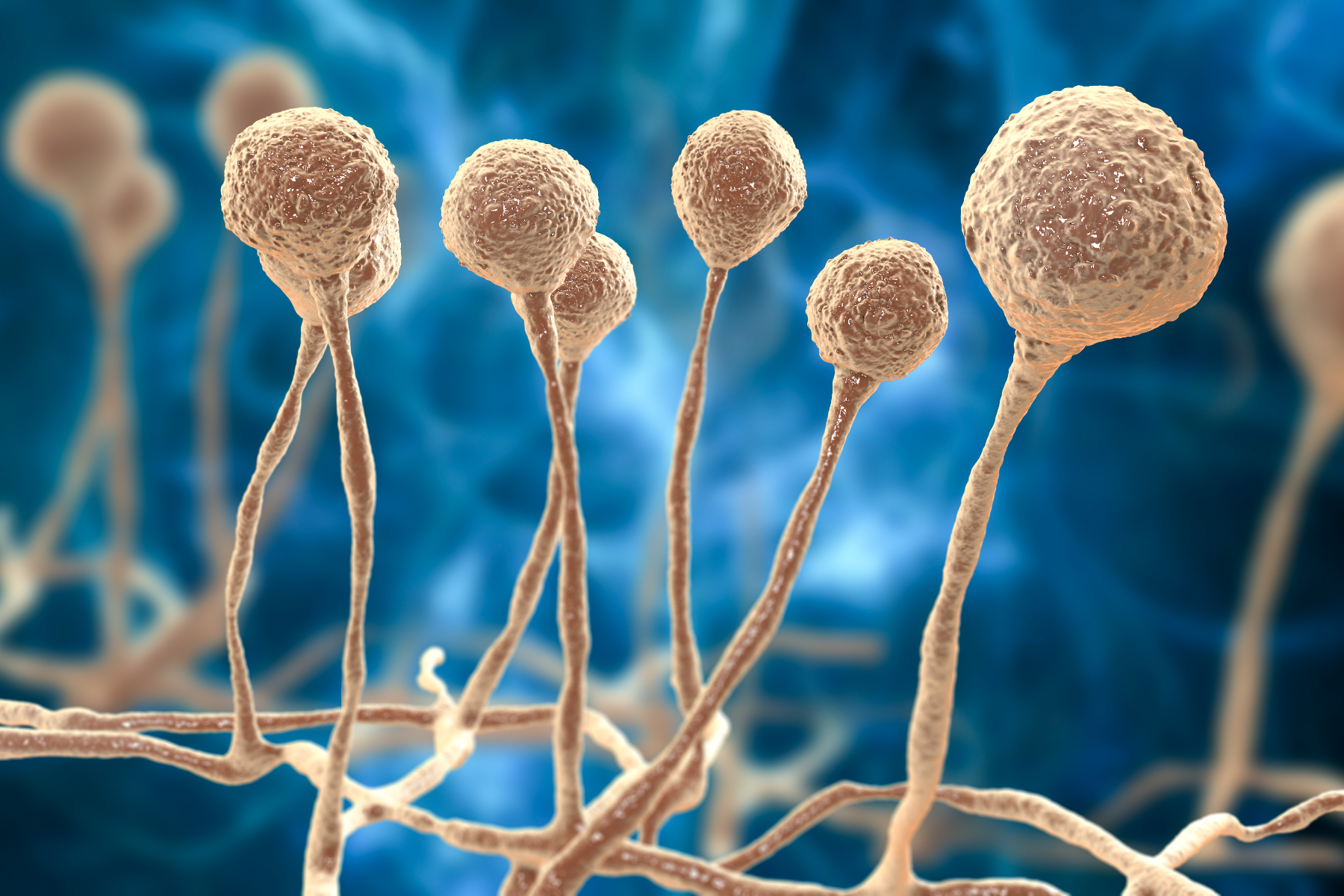"Emerging Fungal Species Prompts Health Alert"