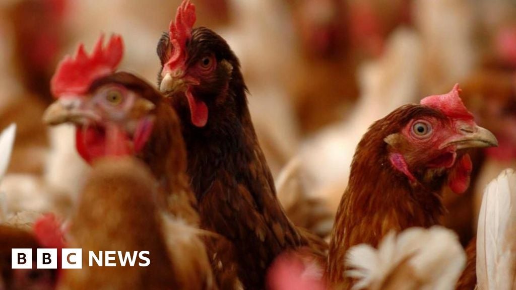 Featured image for Bird Flu Measures Intensify as Farmers Face Challenges